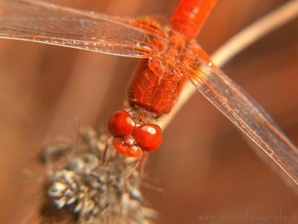 Torre San Giovanni (Lecce) - Maschio di Crocothemis erythraea